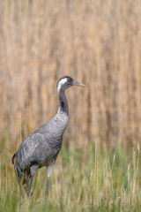 Common crane portrait
