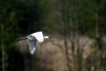 flying eurasian spoonbill