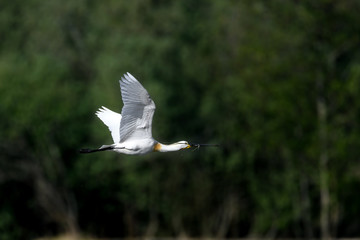 flying eurasian spoonbill