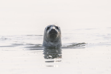 Common seal portrait
