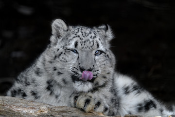 Fototapeta na wymiar snow leopard cub portrait