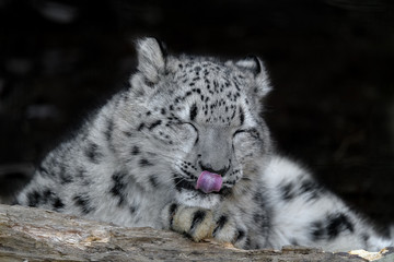 Fototapeta na wymiar snow leopard cub portrait