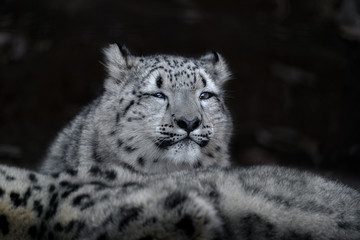 snow leopard cub portrait