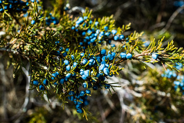 blue winter berries growing on a tree