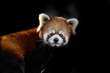red panda close up - 321759041
