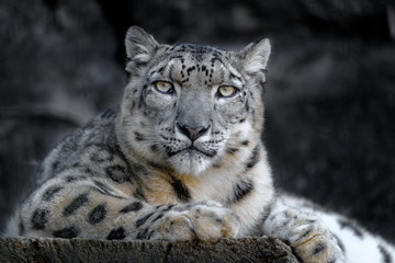 resting snow leopard portrait