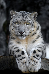 angry snow leopard portrait