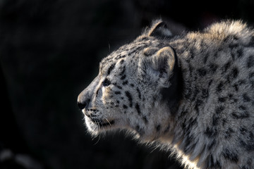 Obraz premium snow leopard cub portrait