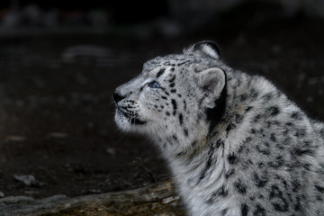 snow leopard cub portrait