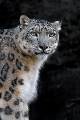 angry snow leopard portrait