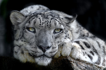 snow leopard portrait - 321759207