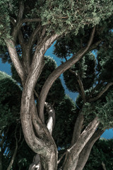 Detail of the branches of a tree in the park of El Retiro in the city of Madrid