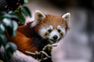 lesser panda portrait