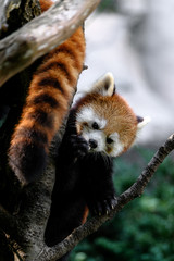 Fototapeta premium lesser panda playing in the tree portrait