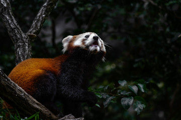 lesser panda playing in the tree portrait