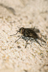 Common fly perched on a textured wall  