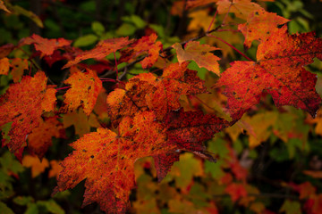 red maple leaves in autumn