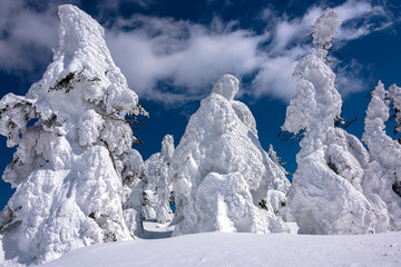 Fototapeta na wymiar Yamagata frozen forest with snow monsters (frozen trees called juhyo)