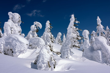 Yamagata frozen forest with snow monsters (frozen trees called juhyo)
