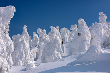 Yamagata frozen forest with snow monsters (frozen trees called juhyo)