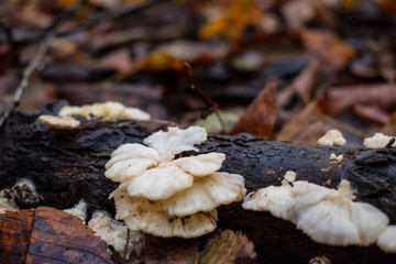 white mushroom in the forest