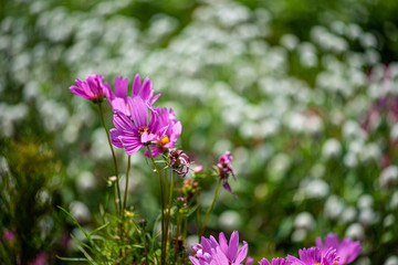 purple flowers in the garden