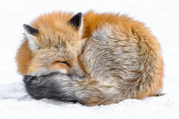 Japanese red fox sleeping in the snow - 321759658