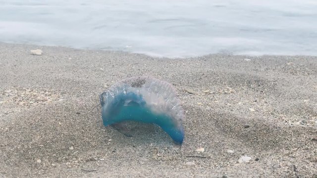  Atlantic Portuguese man-of-war (Physalia physalis) poisonous jellyfish-like marine animal washed out on a tropical sandy beach. Miami, Florida.