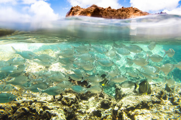 Hawaiian Flagtails, Oahu Hawaii