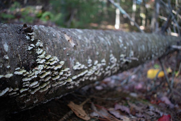 fallen tree with mushrooms