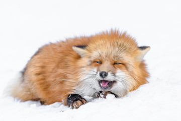 Japanese red fox sleeping in the snow - 321759864