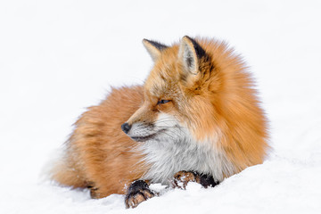Japanese red fox sleeping in the snow