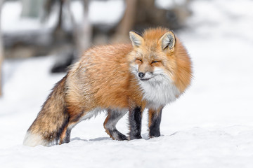 Naklejka na ściany i meble Japanese red fox walking in the snow