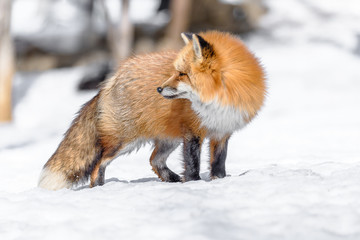 Japanese red fox walking in the snow