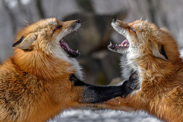Japanese red fox fighting in the snow