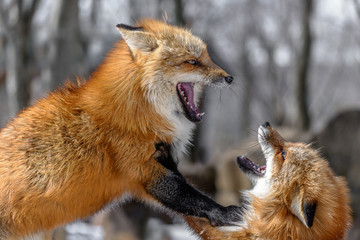 Japanese red fox fighting in the snow