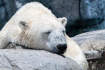 Polar Bear Sleeping