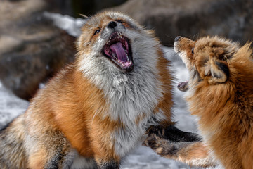 Japanese red fox fighting in the snow - 321760096