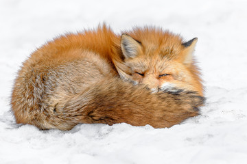 Japanese red fox sleeping in the snow
