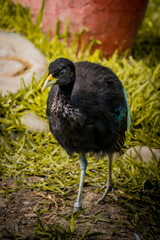 ave pequeño en zoológico 