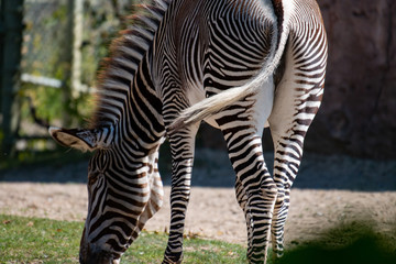Fototapeta na wymiar Zebra Grazing Africa. An African zebra grazing on long grass