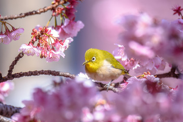 green and yellow bird Japanese zosterops in cherry bloom (white eyes)