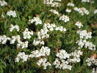 ツール･ド･モンブラン