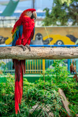 guacamaya en zoológico de color rojo © KAMES STUDIO