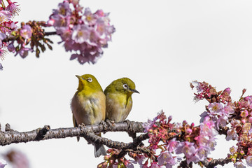 Yellow and green birds (Japanese zosterops) couple cuddling in pink cherry bloom (white eyes) - 321760613