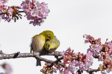 Yellow and green birds (Japanese zosterops) couple cuddling in pink cherry bloom (white eyes)