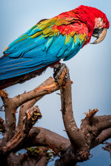 guacamaya en zoológico 