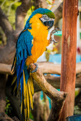 guacamaya en cautiverio colores vivos