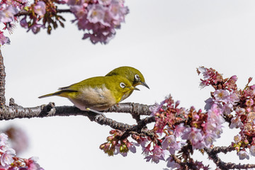 Yellow and green birds (Japanese zosterops) couple cuddling in pink cherry bloom (white eyes)