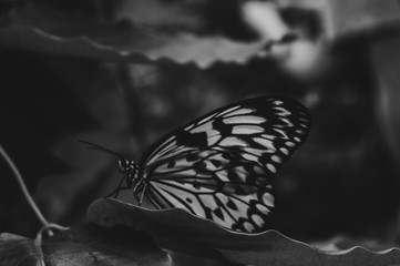 Black and White Butterfly